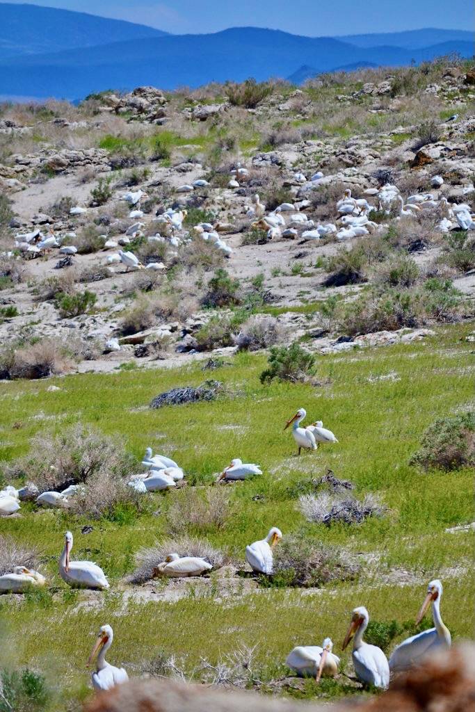 Nesting American white pelicans at Anaho Island NWR by USFWS Pacific Southwest Region is licensed under CC BY 2.0. Between 8,000-10,000 return to Anaho Is. to nest